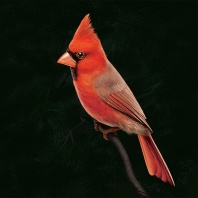 Cardinal, digital artwork by Christopher Johnson.