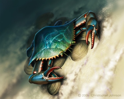Illustration of blue claw crab and clams underwater, on sandy bottom. Digital artwork by Christopher Johnson.